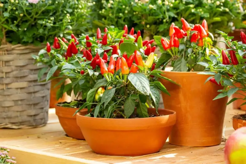 What's the Best Container for Indoor Pepper Plants