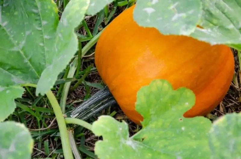 When Do You Need to Stop Watering Pumpkins