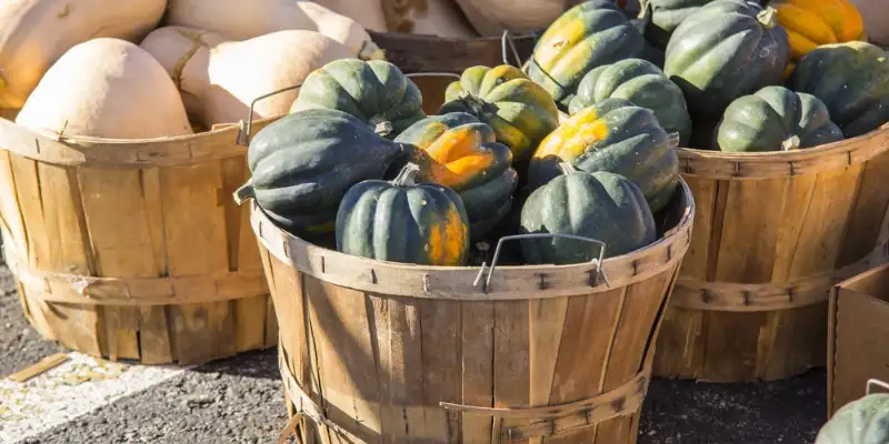 When and How to Harvest Acorn Squash