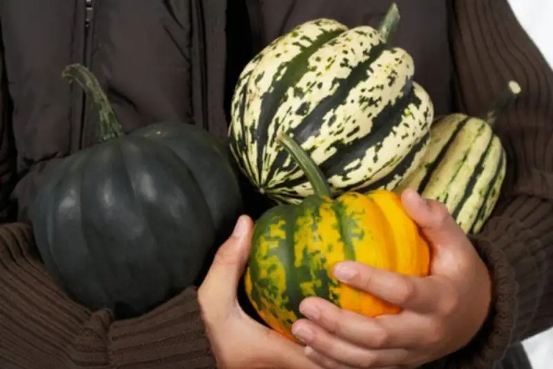 When and How to Harvest Delicata Squash