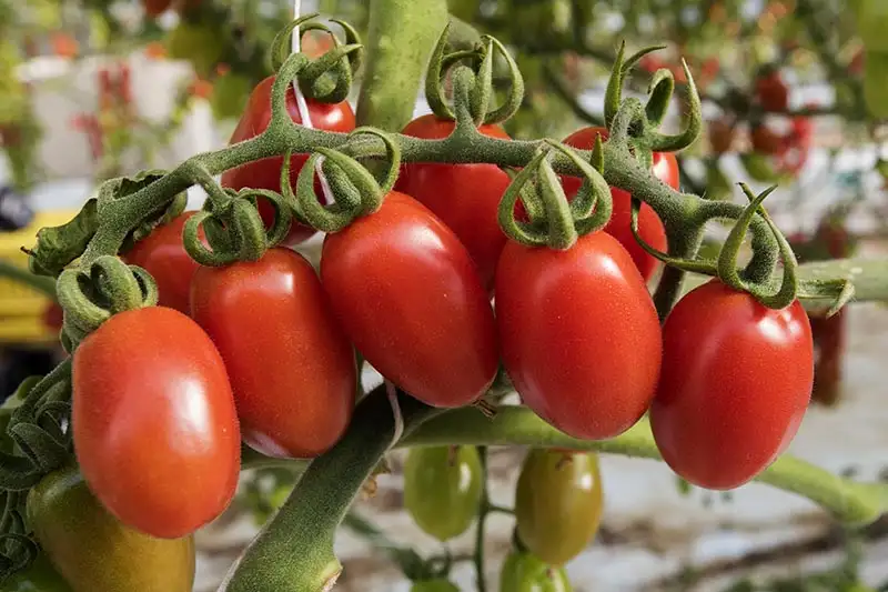 When and How to Harvest Roma Tomatoes