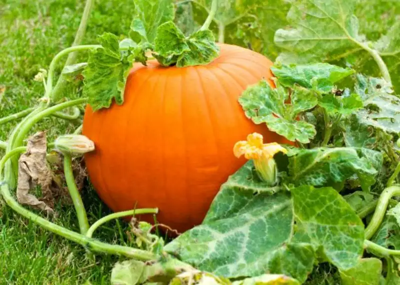 Which Variety Produces The Most Pumpkins