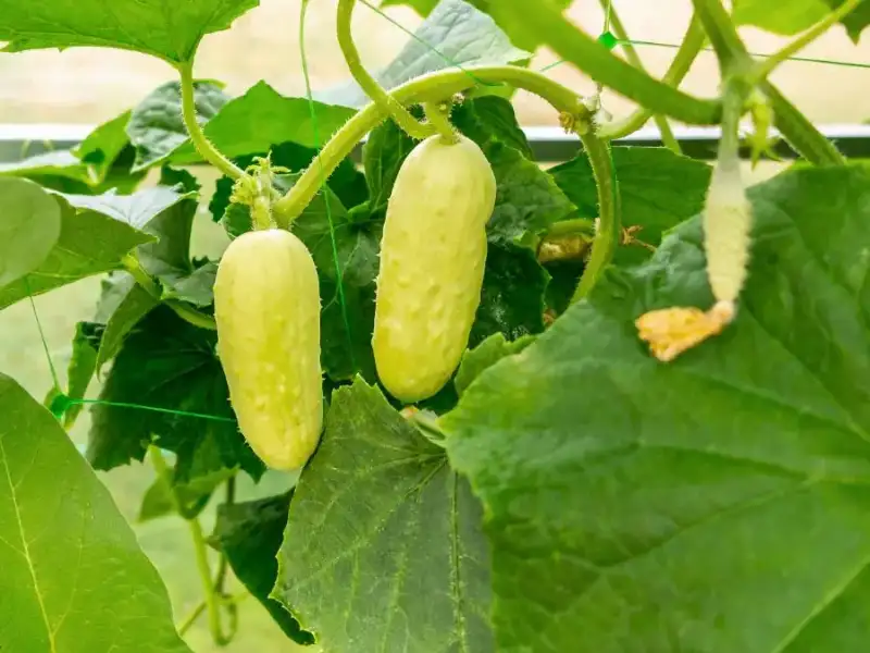 Why Are My Cucumbers Turning Yellow