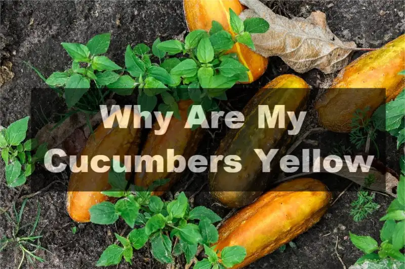 Why Are My Cucumbers Yellow