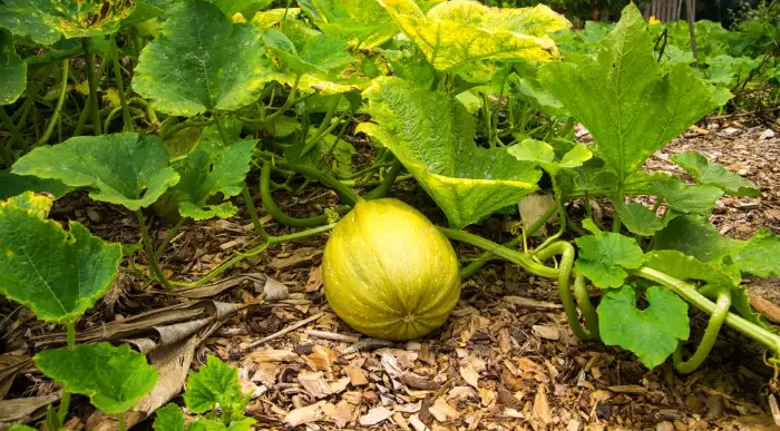 Why Is Squash Leave Turning Yellow 
