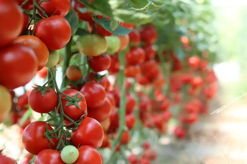 Why You Should Plant Tomatoes Apart