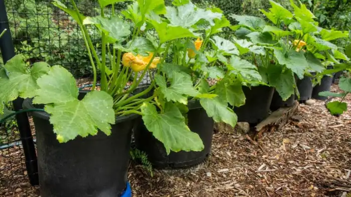 Growing Squash in Containers