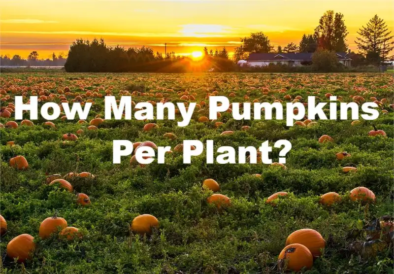 how many pumpkins per plant