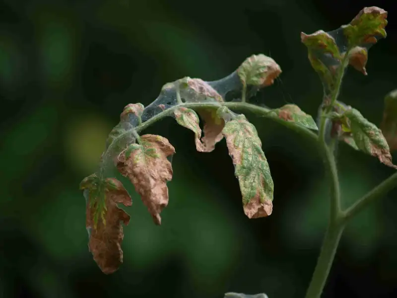 Tips to Prevent Wilt in Tomato Plants