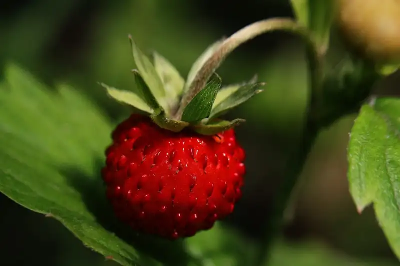 3 Main Strawberry Variety