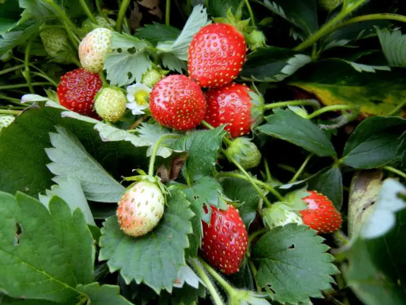 Are Quinault Strawberries Self-pollinating