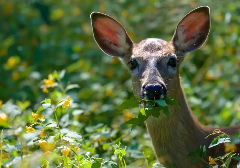 Are there any other plants deer eat