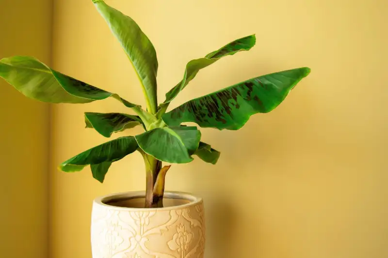 Best Containers for Growing Banana Plant Indoors
