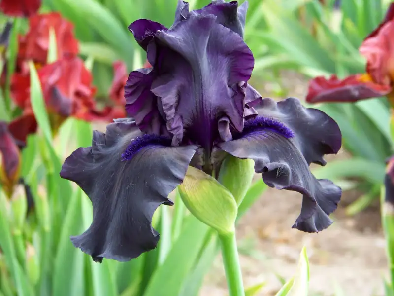 15 Gorgeous Black Flowers: Here's A Guide To The Rare Beauty