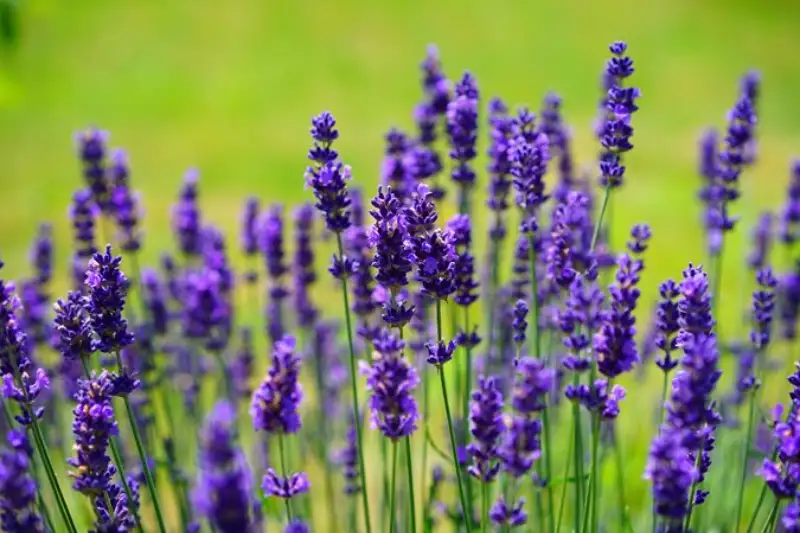 Brief Introduction of Lavender Plants