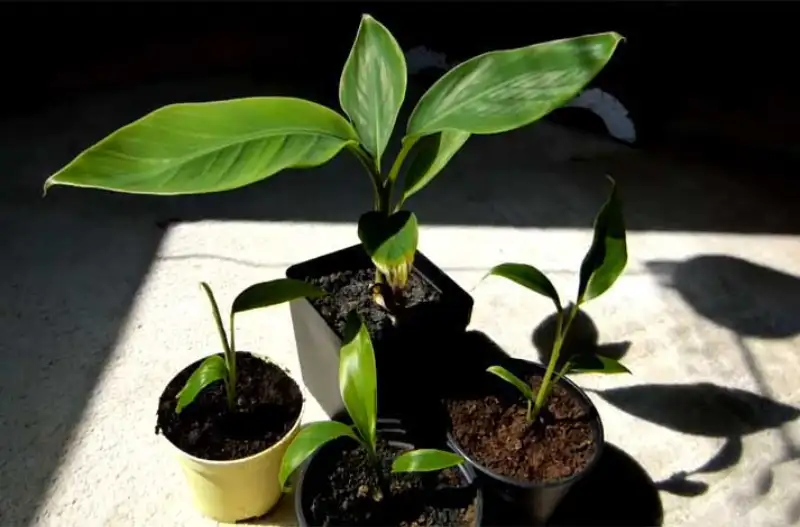 Can You Grow Bananas From Seeds