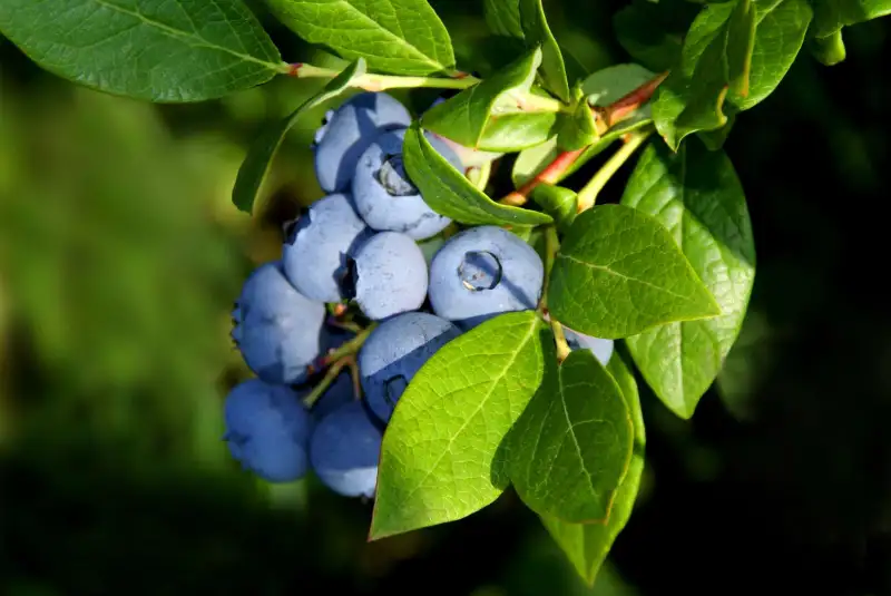 Caring Technique for Your Blueberries