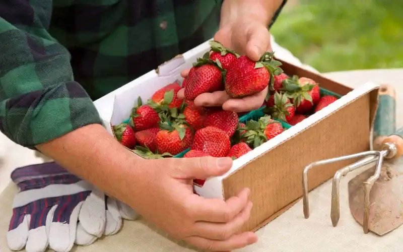 Caring for Your Quinault Strawberries