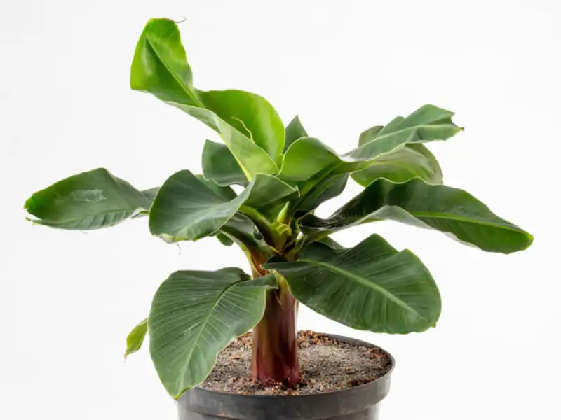 Common Issues and Problems with Indoor Banana Plant