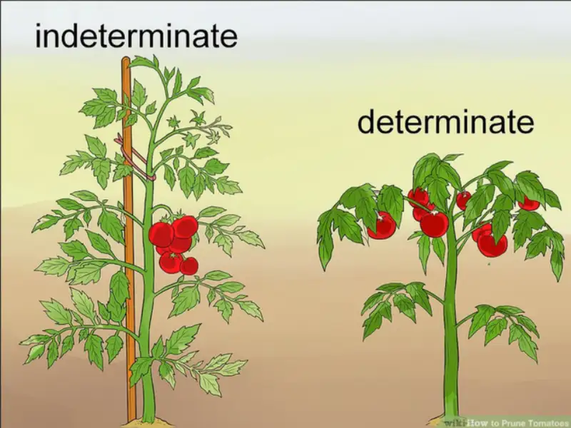 Determinate tomatoes vs. Indeterminate tomatoes
