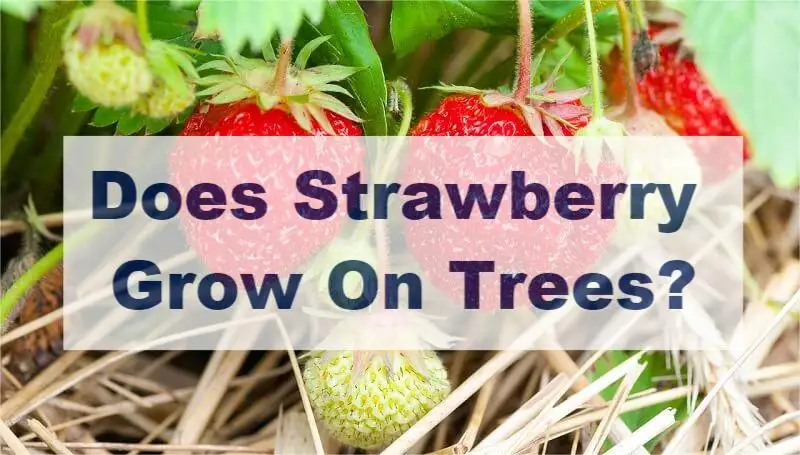 Does Strawberry Grow On Trees