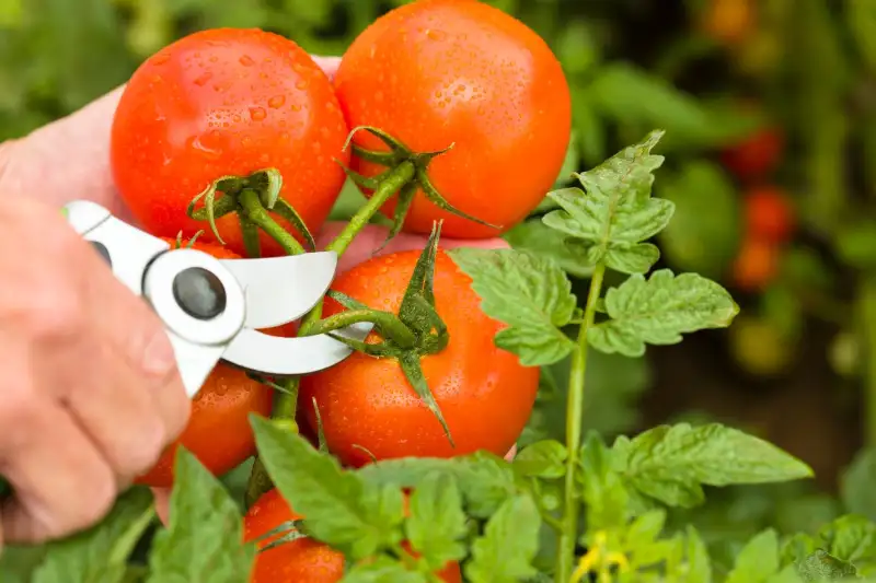 Factors Affect the Time to Pick Tomatoes