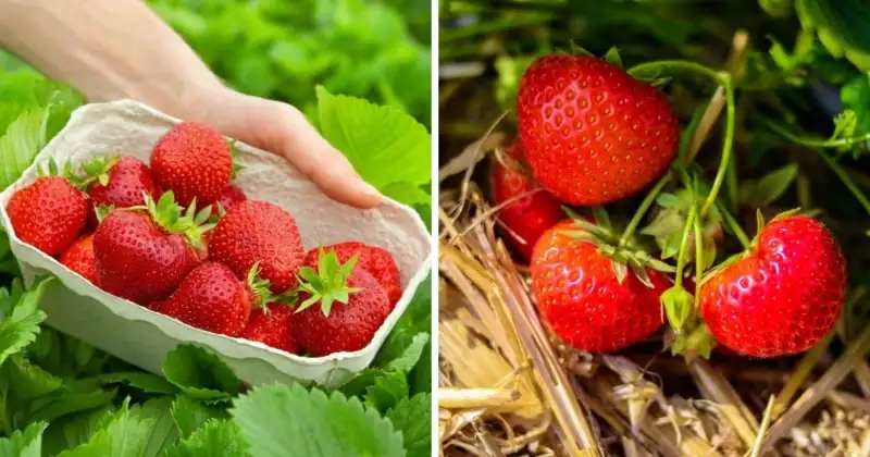 Growing Conditions for Quinault Strawberries