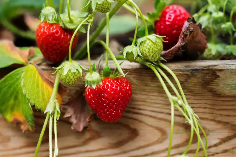 Growing Steps for Strawberries Indoors