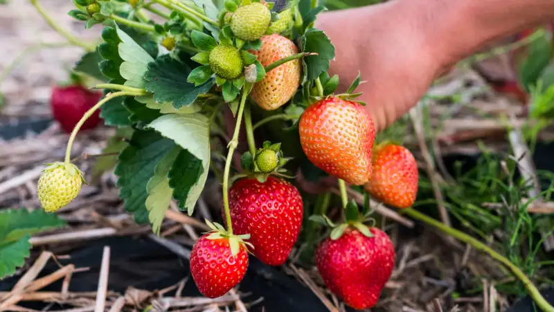 Harvest and Store Quinault Strawberries