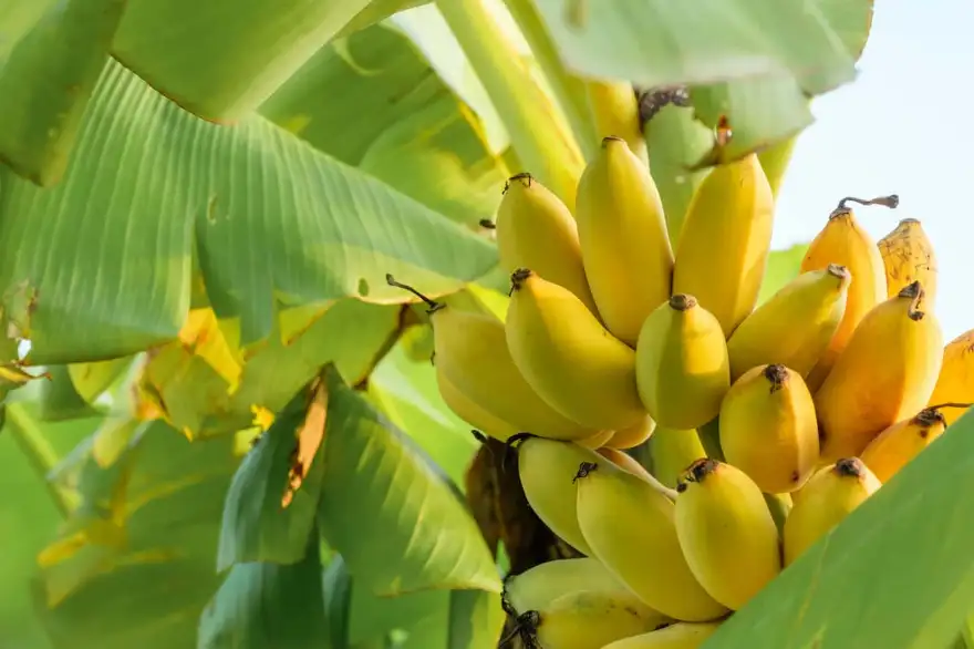 Harvesting From the Banana Trees