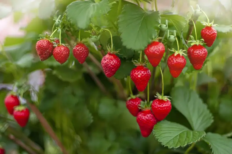 Harvesting and Storing Bare Root Strawberries