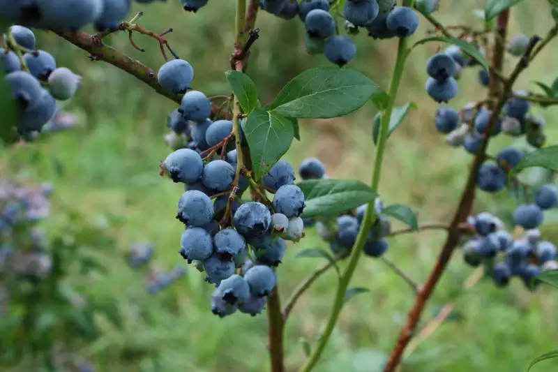 How Are Blueberries Propagated