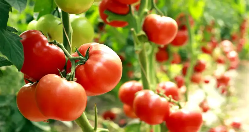 How Different Types of Light Affect Tomato Growth