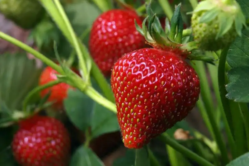 How Do You Care For Bare Root Strawberries