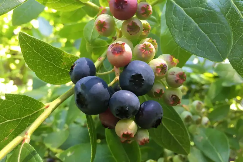 How Do You Know Blueberries are Ripe