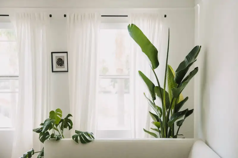 How Do You Take Care of Indoor Banana Plant