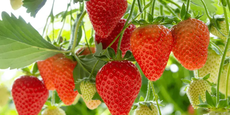 How Far Apart Do You Plant Bare Root Strawberries