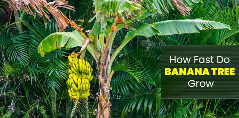 How Fast Does Banana Tree Grow