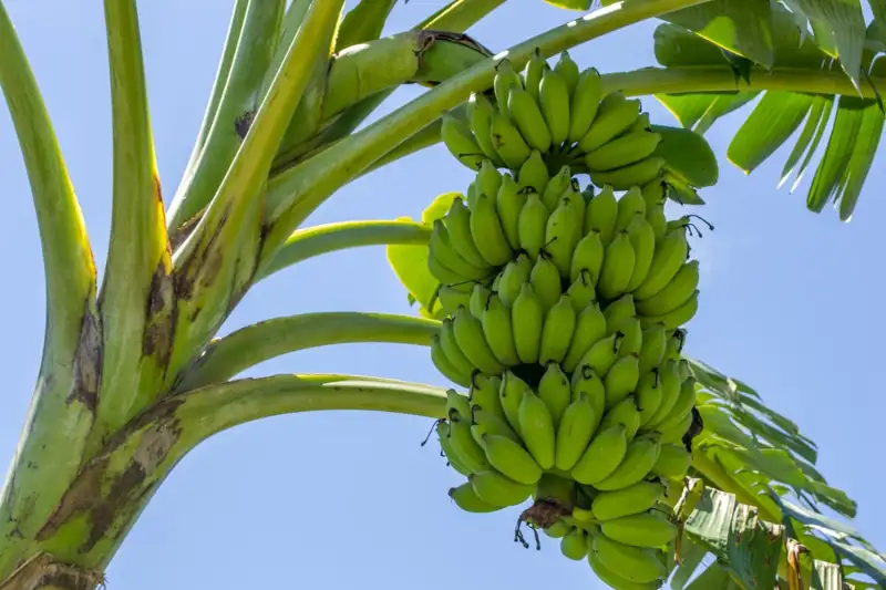 How Fast Does Banana Tree Grow