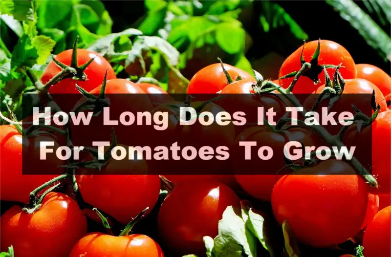 How Long Does It Take For Tomatoes To Grow