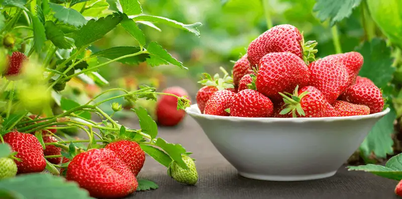How Long Does It Take To Grow Strawberries Indoors