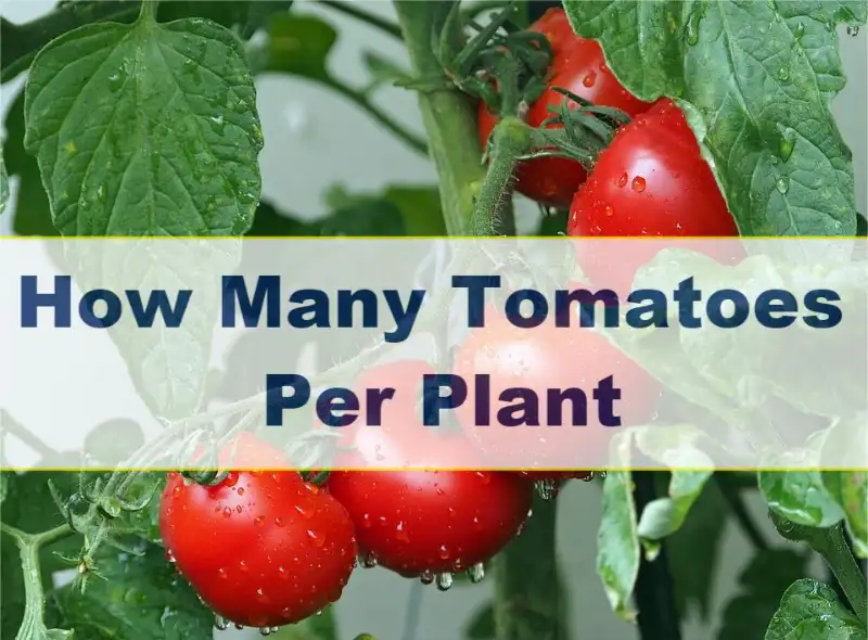 How Many Tomatoes Per Plant? Discover The Secrets! 2024