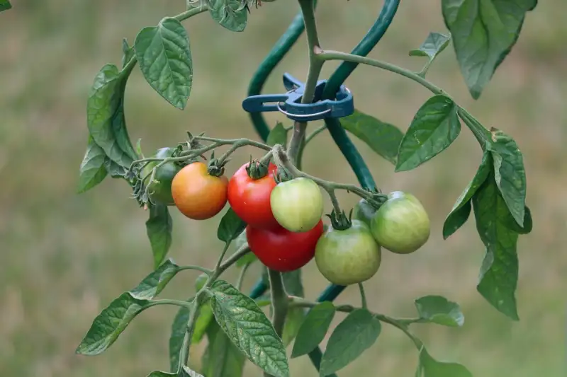 How Many Tomatoes Per Plant