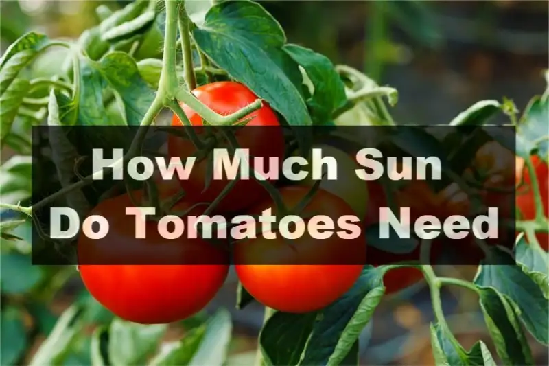 How Much Sun Do Tomatoes Need