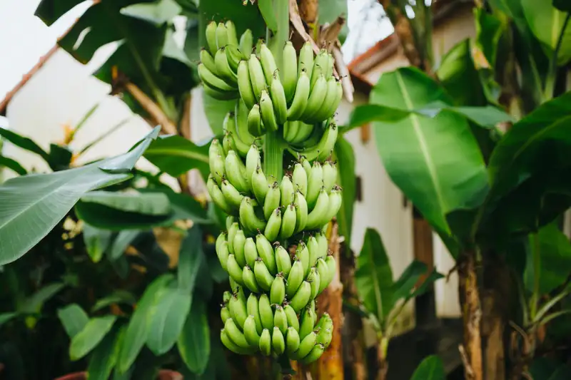 How Tall Can Banana Trees Grow