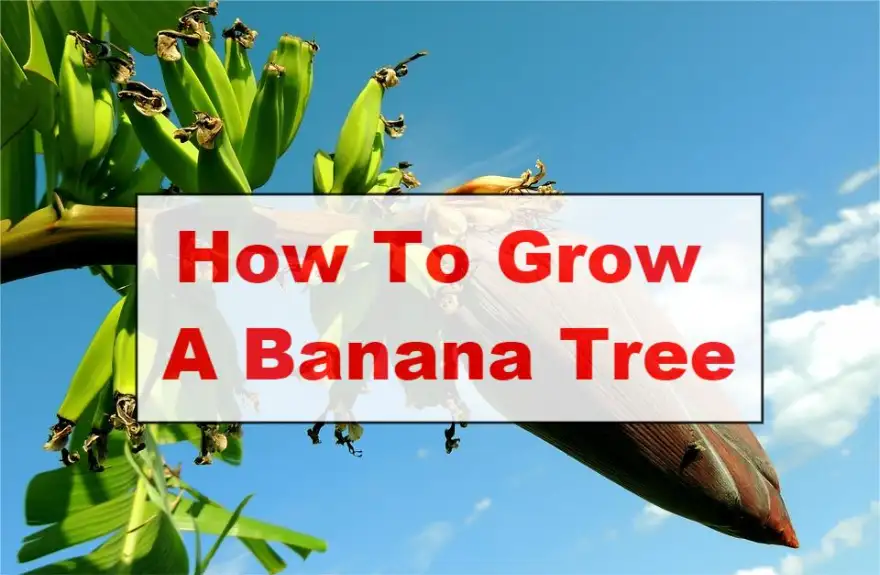 How To Grow A Banana Tree
