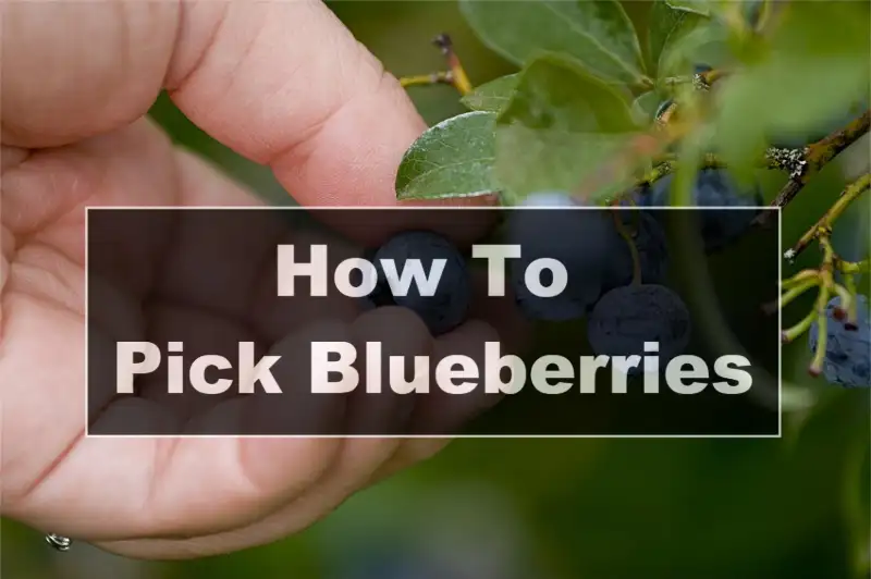 How To Pick Blueberries