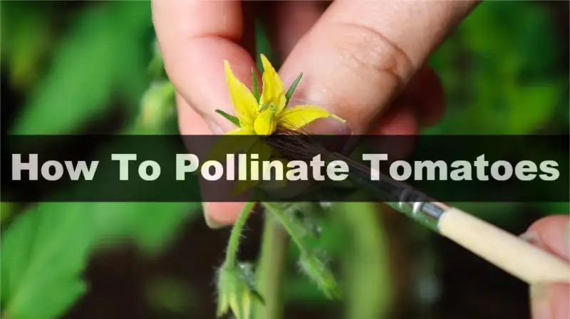 How To Pollinate Tomatoes