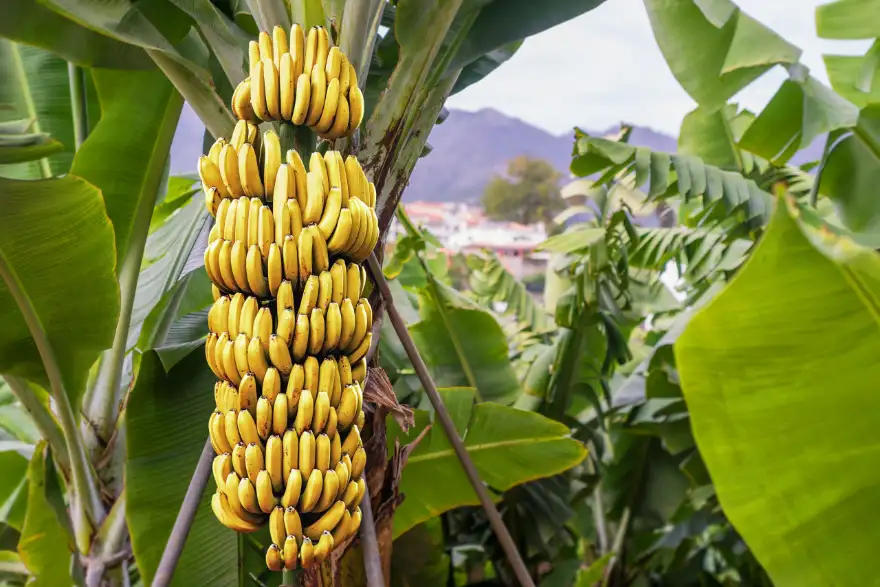 How to Grow A Banana Tree