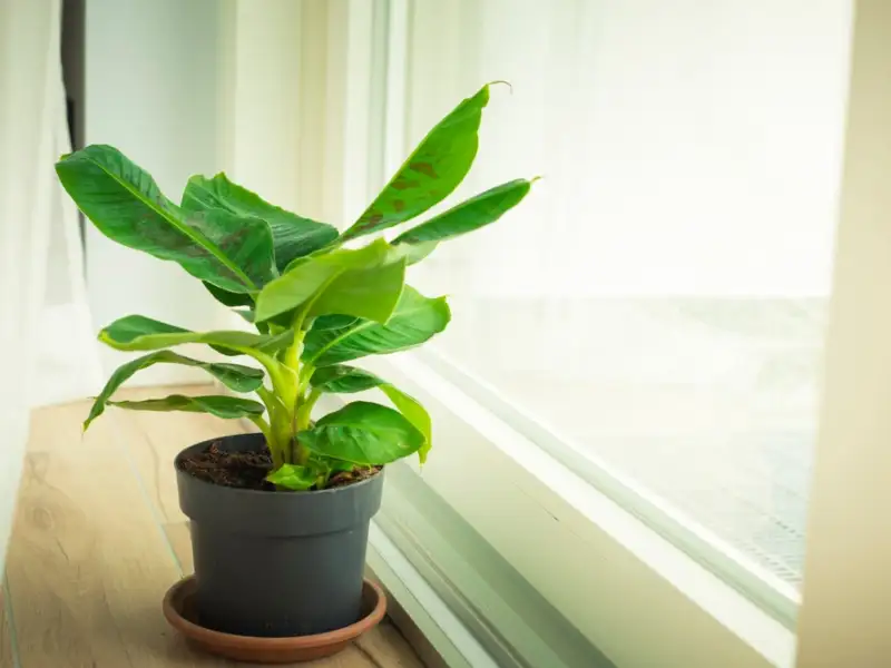 How to Grow Banana Plants Inside Properly